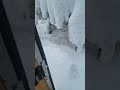 Excited Dog Sees Snow for the First Time