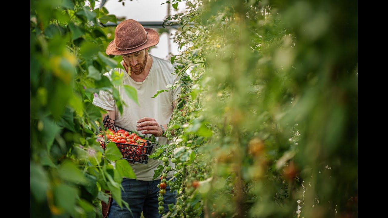 What to Expect from Our Community Supported Agriculture (CSA) Veg Box Scheme