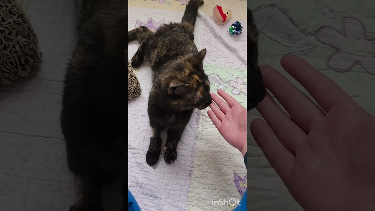 Enlarge Chanel, a Adoptable Domestic Short Hair in Macomb Twp, MI video 6/6