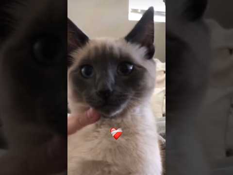 Sub if u love cat’s #cat #kirby #cute