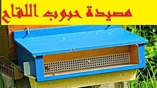 الاستاذ احمد عبود والحديث عن مصيدة حبوب اللقاح و طرق حفظ حبوب اللقاح ومدة الصلاحيه