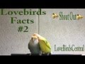 View 22 Scientific Name Of Love Birds