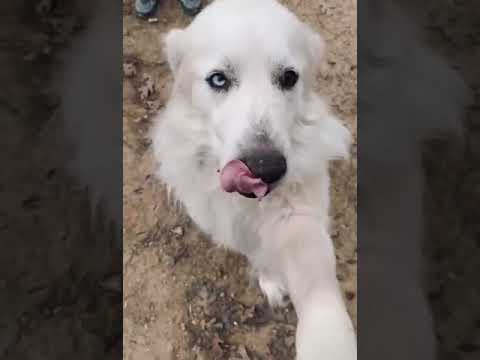 Ziggy, an adoptable Great Pyrenees in Spring, TX_image-1