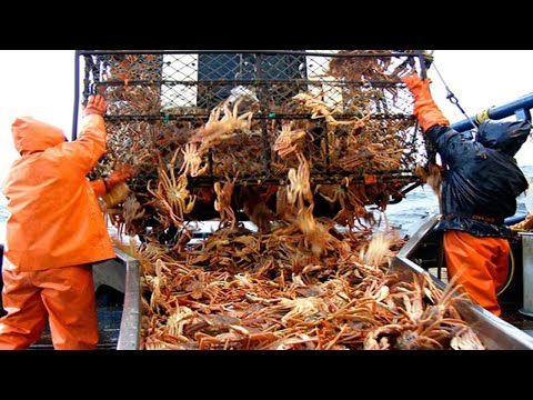 Awesome Big King Crab Fishing on The Sea - Crab Fishing Trap Deep Sea, Modern Vessel Crab Fishing