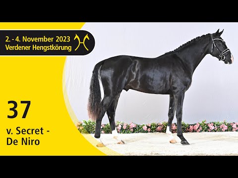 Verden Stallion Licensing 2023 - Dressage - Nov. 2-4 - No. 37 Stallion by Secret - De Niro