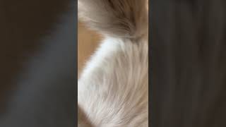 Ragamuffin Cats Videos