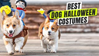 3 BEST Dog Halloween Costumes - Hurry, Make Your Pup the Star of Halloween!