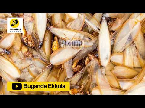 okuloota enswa - Ebirooto Namakulu Gaabyo - Buganda Ekkula