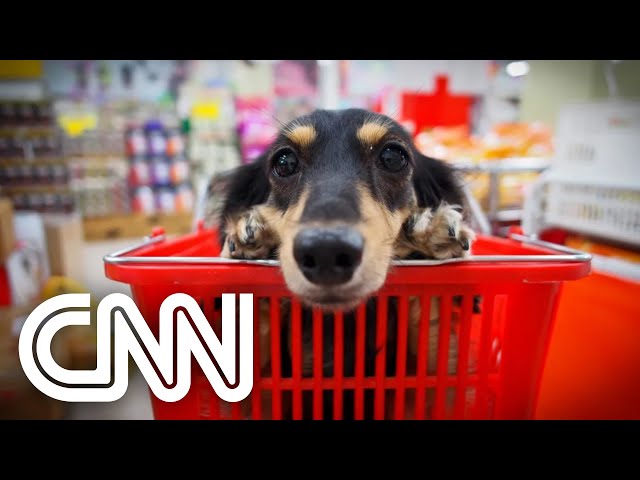 Rio é a primeira cidade a permitir pets em supermercados | JORNAL DA CNN