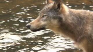 Wolves of the Coastal Rainforest