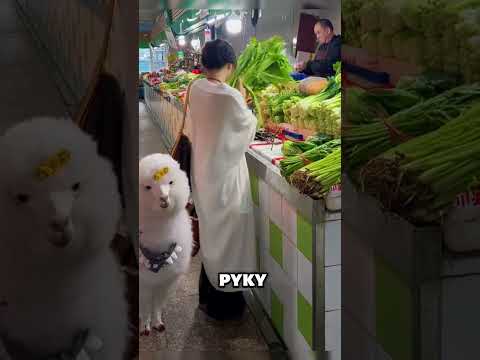 Из-за своей ламы ей пришлось купить все овощи! 🦙😋🥦