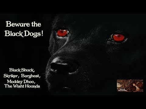 Beware the Black Dogs! Black Shuck, Barghest, Wisht Hounds, Moddey Dhoo, Skriker Trash Folklore