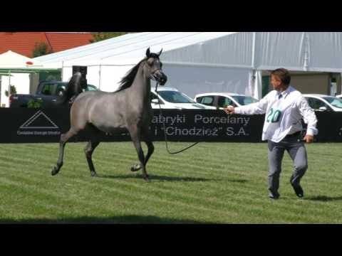 PLATYNA NA - yearling Arabian filly, AKEAHF,  Nowe Wrońska 2016