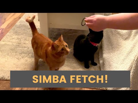 How To Train A Cat To Play Fetch 🐈 | Cat Playing Fetch Like A Dog 🐶