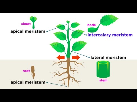 Types of Plant Cells