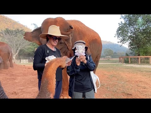 Elephant Disturb While Reading Book - ElephantNews