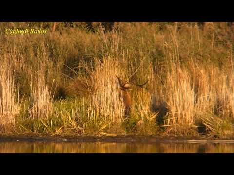 Rothirsch - die Brunft geht weiter