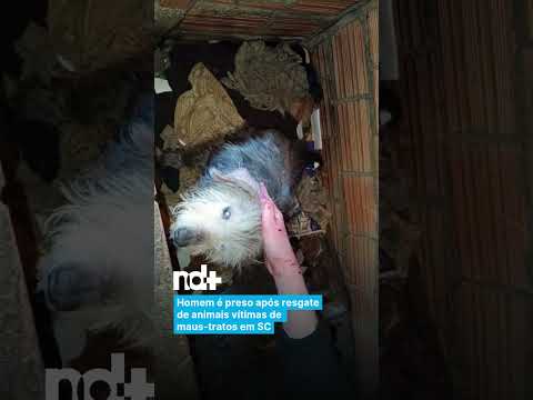 Homem é preso após resgate de animais vítimas de maus-tratos em SC