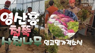 철쭉 영산홍 사철나무묘목 입고 및 가격 소식(귀농&나무)