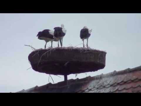 Flugübungen der jungen Störche in Pressath