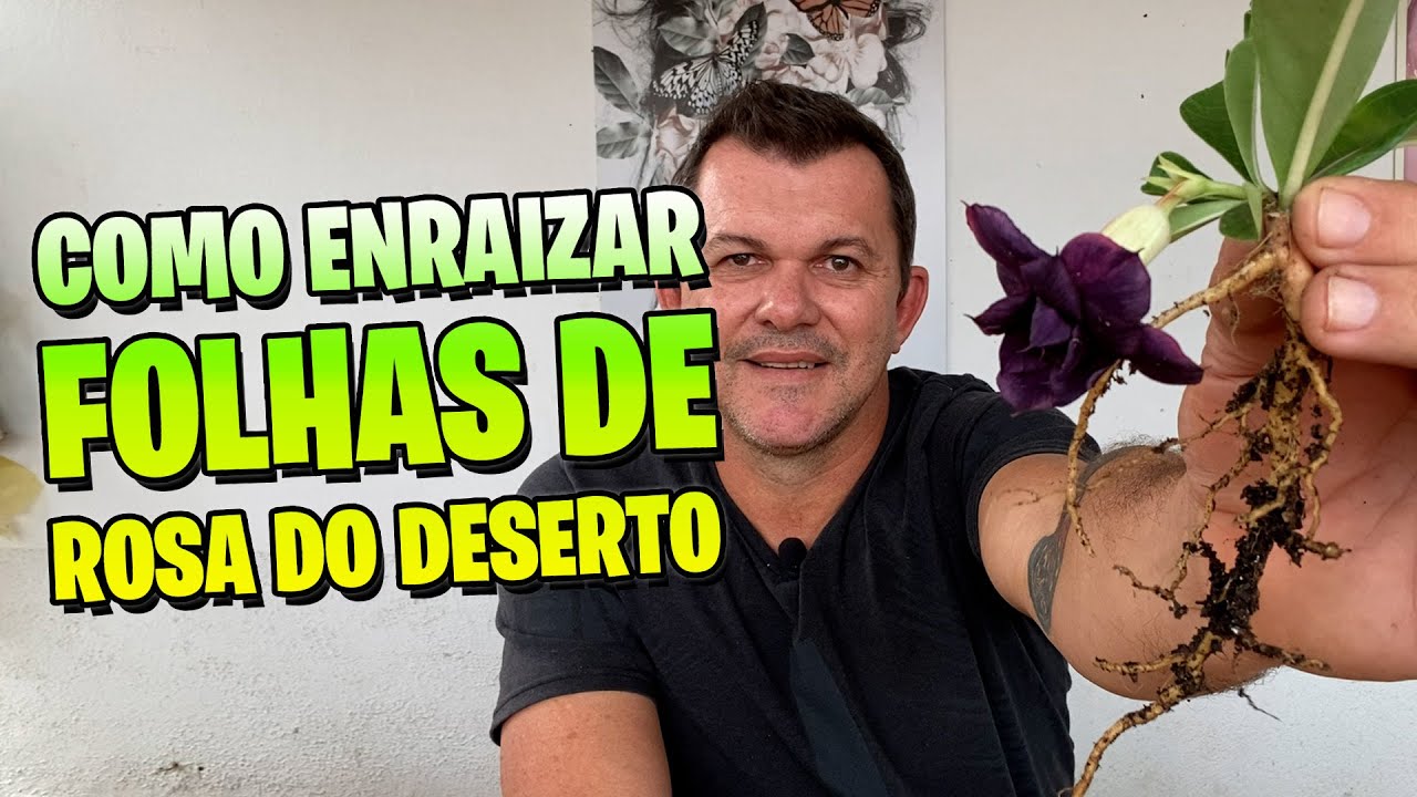 🌺[PASSO A PASSO] Como enraizar folhas de ROSA DO DESERTO  para florir rápido