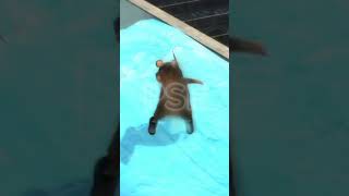 I can't stop dancing 😅Rat Dance #dance #funny #ratdance