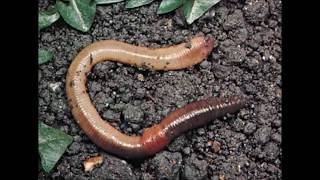 Stackridge   No One's More Important Than the Earth Worm