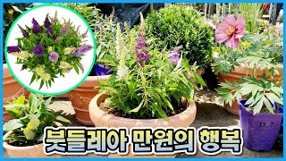 당신이 붓들레아를 키워야하는 4가지 이유!! 붓들레아 향이 이렇게 좋은 줄 몰랐습니다...