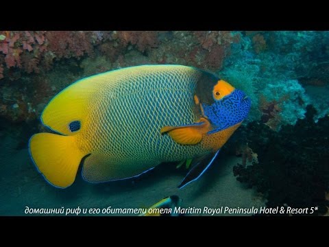 Домашний риф и его обитатели  на пляже Maritim Jolie Ville Royal Peninsula Hotel & Resort 5*