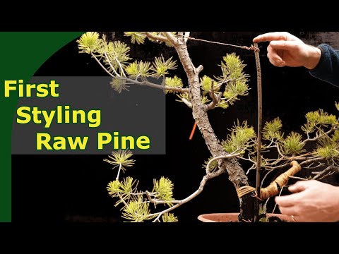 Transforming a collected Pine to a young bonsai (First Styling)