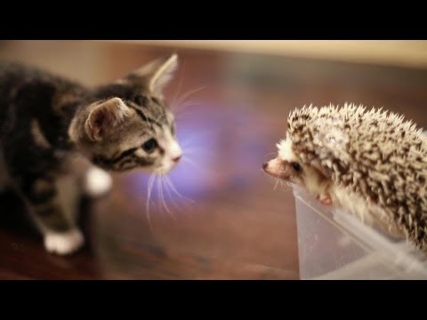 16 Incredible Animal Friendships