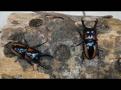 Amazing Stag Beetle Breeding Record Long teeth - Prosopocoilus biplagiatus (origin:Hong Kong)