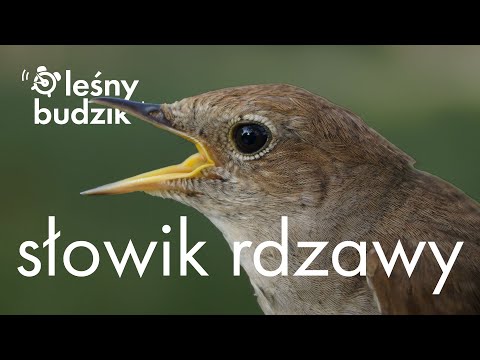 , title : 'Leśny budzik - Słowik rdzawy'