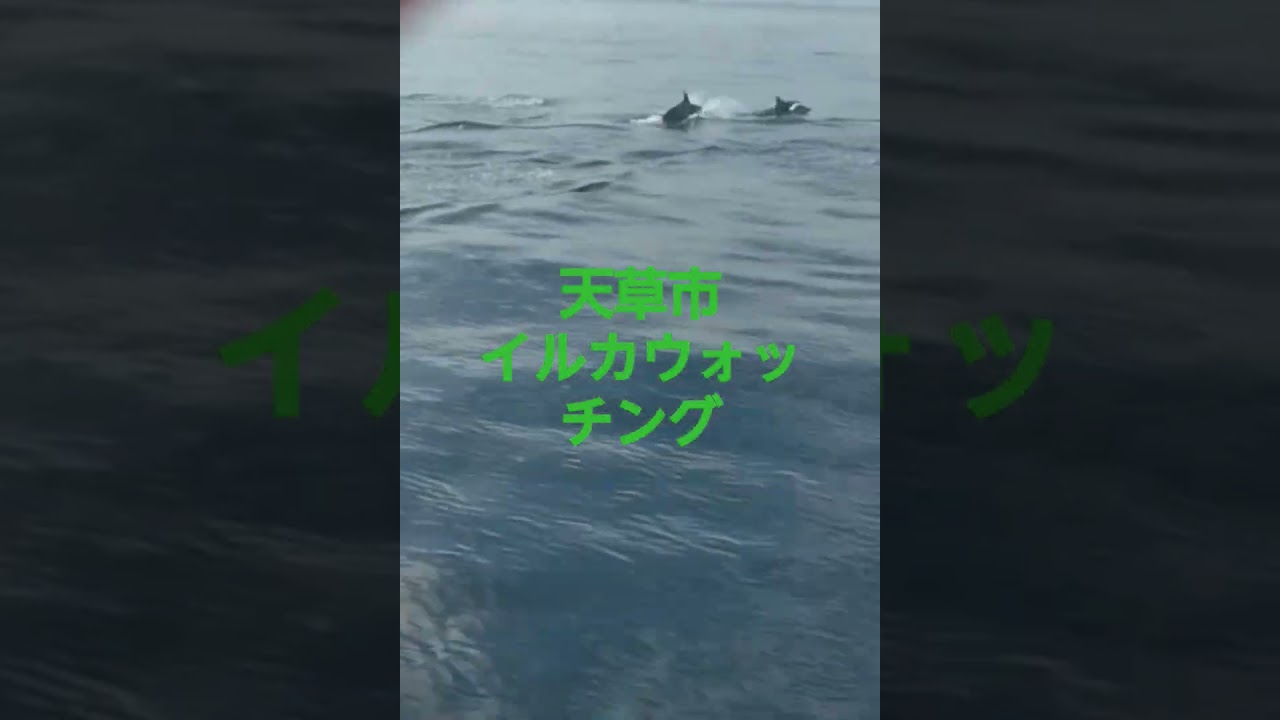 天草市イルカウォッチング総合案内所