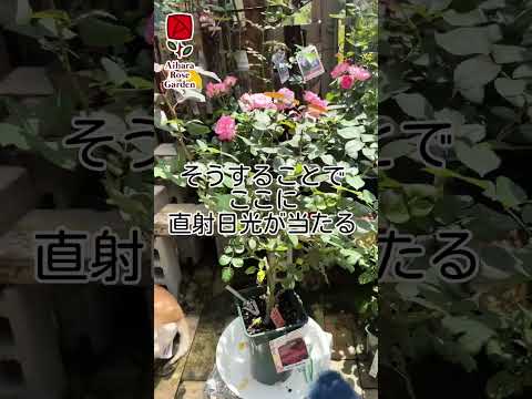 なぜバラの茂みにニンニクを加えるのですか？おばあちゃんが教えた、いい香りのバラを育てるためのヒント  庭園