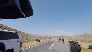Overtaking cattle in Nevada on a BMW 1200 GSA.