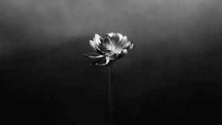 Little Simz Ft Obongjayar - Lion video
