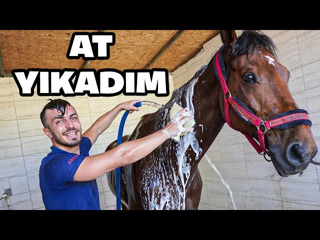 Videouttalande av atları Turkiska