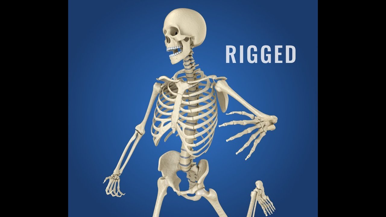 3dmodel human skeleton rigged at 3dexport.com
