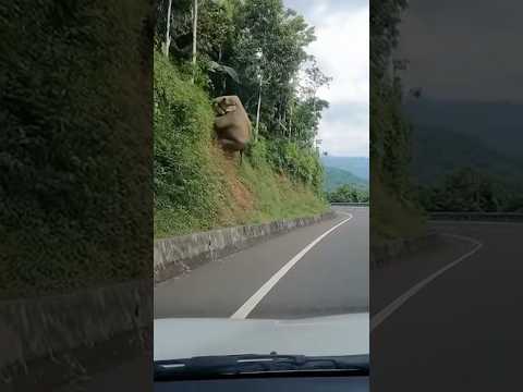 Elephant fell off the hill 🐘😳#WildAccident #ElephantFall #NatureUnfiltered #viralclips