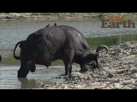 WildEarth - Sunrise - 05 December 2021