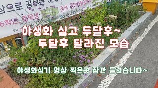 야생화 심고 두달후 모습~ /정원/조경/꽃심기/