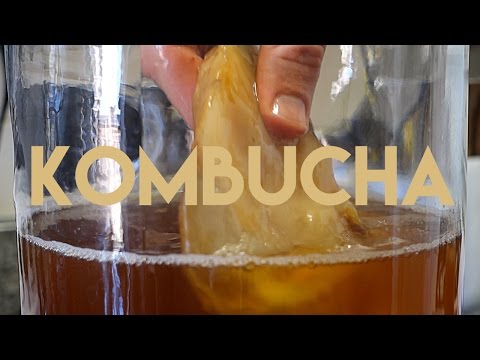 Kombucha: A Beginners Guide