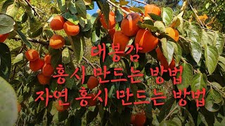 #대봉 감 수확시기와 #감 홍시 만드는 방법