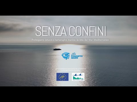 Senza confini. Proteggere cetacei e tartarughe marine: la rete nel Mar Mediterraneo