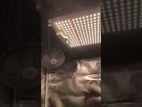 Blue dream auto #homegrown #indoorplants #grow