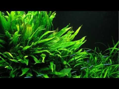 Plants For A Decorated Discus Aquarium -B