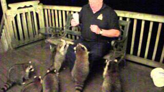 Feeding Raccoons 30 August 2014