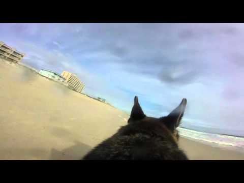 Gunnar the German Shepherd:  At the beach