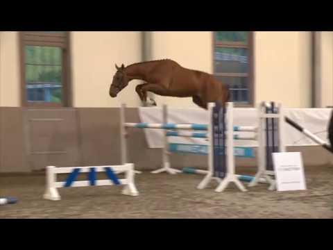 Pro Diamant J&L (Diamant de Semilly x Caucalis)